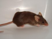 Tan Mice