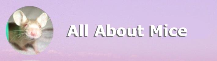 All About
Mice